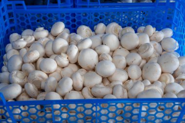 Hollanda 'daki organik çiftlikte taze beyaz şampiyonların yetiştirilmesi, Avrupa' da gıda endüstrisi, şampiyonların satışa hazır olduğu plastik kutular.