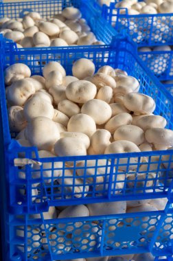 Hollanda 'daki organik çiftlikte taze beyaz şampiyonların yetiştirilmesi, Avrupa' da gıda endüstrisi, şampiyonların satışa hazır olduğu plastik kutular.