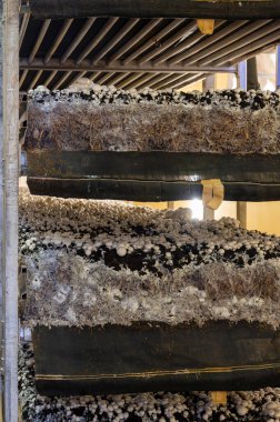 Beyaz şampiyon mantarlarının büyümesi, miselyum gübrelerden Hollanda 'daki organik çiftliklere, Avrupa' daki gıda endüstrisine kadar büyür.