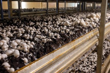 Beyaz şampiyon mantarlarının büyümesi, miselyum gübrelerden Hollanda 'daki organik çiftliklere, Avrupa' daki gıda endüstrisine kadar büyür.