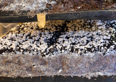 Beyaz şampiyon mantarlarının büyümesi, miselyum gübrelerden Hollanda 'daki organik çiftliklere, Avrupa' daki gıda endüstrisine kadar büyür.