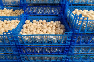 Hollanda 'daki organik çiftlikte taze beyaz şampiyonların yetiştirilmesi, Avrupa' da gıda endüstrisi, şampiyonların satışa hazır olduğu plastik kutular.