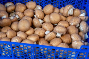 Hollanda 'da organik çiftlikte taze kahverengi şampiyon mantarları, Avrupa' da gıda endüstrisi, şampiyonlarla dolu plastik kutular satışa hazır.