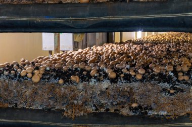 Kahverengi şampiyon mantarlarının büyümesi, gübrelerden Hollanda 'daki organik çiftliklere, Avrupa' daki gıda sanayilerine kadar büyüyen miselyum, kapanır.