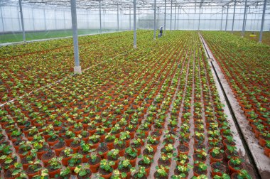 Young plants of tropaeolum garden nasturtium in Dutch greenhouse, cultivation of eatable plants and flowers, decoration for exclusive dishes in premium gourmet restaurants clipart