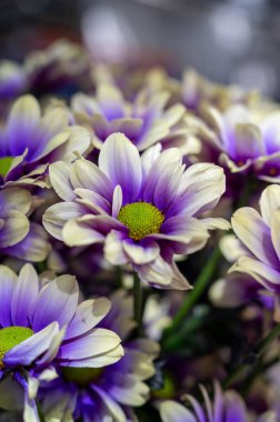 Çılgın renkler Kasımpatı çiçekleri Hollanda serasında yetişiyor dükkanlar ve açık arttırmalar için taze çiçekler, dünya çapında dağıtım, kapatın