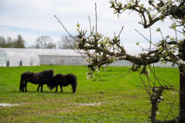 Yeşil otlaklı kırsal Hollanda manzarası, Gelderland 'da atlar ve çiftlikler, ilkbahar zamanı