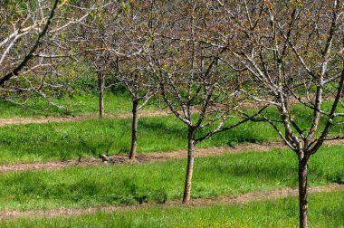 Mayıs ayında Perigord Limousin Bölgesel Doğal Parkı, Dordogne, Fransa 'da yüksek kaliteli PDO sertifikalı ceviz ağaçları yetiştirilmesi