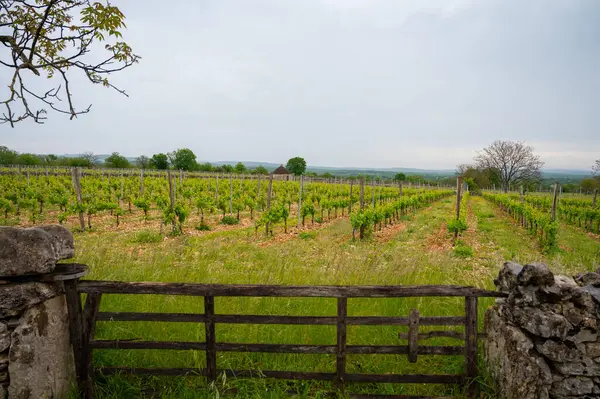 Rocamadour yakınlarındaki üzüm bağları, kırmızı kuru Amadour şarabından yapılan Merlot ve Malbec üzüm çeşitleri, Fransa 'nın Dordogne kentinde baharda üretilir.