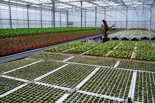 stock image Young plants of tropaeolum garden nasturtium in Dutch greenhouse, cultivation of eatable plants and flowers, decoration for exclusive dishes in premium gourmet restaurants