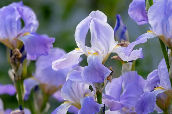 Stock image Lilac blue iris flowers, spring blossom of colorful irises in Provence, South of France, nature garden background