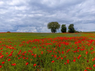 Renkli doğa arka planı, gelincik ve mavi keten tarlaları, bir sürü kırmızı gelincik çiçekleri, Fransa baharda Charente, Fransa, Fransa 'da tarlalar