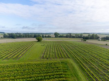 Konyak beyaz şarap bölgesi üzüm bağlarında yaz mevsimi, Charente, beyaz ugni beyaz üzüm üzümü konyak güçlü ruhlar damıtma ve şarap yapımı için kullanılır, Fransa, Grand Champagne bölgesi, hava manzarası