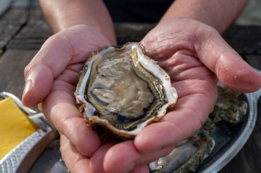 Güneşli bir günde, Arcachon Bassin, Gujan-Mestras limanı, Bordeaux, Fransa 'da, istiridye sayısı 0 olan istiridye çiftçilik köyündeki açık hava kafesinde taze canlı istiridye ve ekmek yemek..