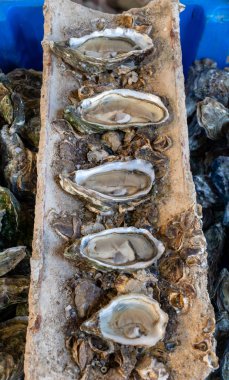 Farklı boyutlarda taze canlı tabaklar pazarda öğle yemeğinde yenmek üzere 1,2,3,4,5 istiridye var. Arcachon körfezi, Gujan-Mestras, Bordeaux, Fransa 'da.