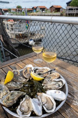 Fransa 'nın Gujan-Mestras limanı, Arcachon körfezindeki eski istiridye çiftliklerinin manzaralı, istiridye çiftliği olan istiridye çiftliği köyündeki çiftlik kafesinde taze çiğ istiridye yemek.