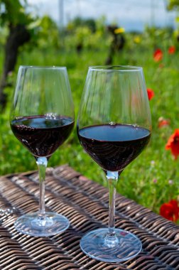 Kırmızı gelincik çiçekli eski üzüm bağında piknik ve kırmızı Cahors şarabıyla yeşil çimen, Fransa 'da yaz mevsiminde şarap yapmak, tatil ve hafta sonu geçmişi