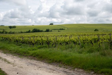 Konyak beyaz şarap bölgesi üzüm bağlarında yaz mevsimi, Charente, beyaz ugni Blanc üzümü konyak güçlü alkol damıtma ve şarap yapımı için kullanılır, Fransa, Grand Champagne bölgesi