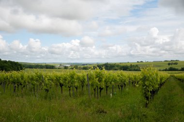 Summer on vineyards of Cognac white wine region, Charente, white ugni blanc grape uses for Cognac strong spirits distillation and wine making, France, Grand Champagne region clipart