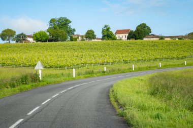 Konyak beyaz şarap bölgesi üzüm bağlarında yaz mevsimi, Charente, beyaz ugni Blanc üzümü konyak güçlü alkol damıtma ve şarap yapımı için kullanılır, Fransa, Grand Champagne bölgesi