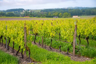 Summer on vineyards of Cognac white wine region, Charente, white ugni blanc grape uses for Cognac strong spirits distillation and wine making, France, Grand Champagne region clipart