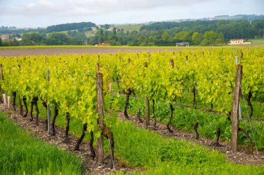 Summer on vineyards of Cognac white wine region, Charente, white ugni blanc grape uses for Cognac strong spirits distillation and wine making, France, Grand Champagne region clipart