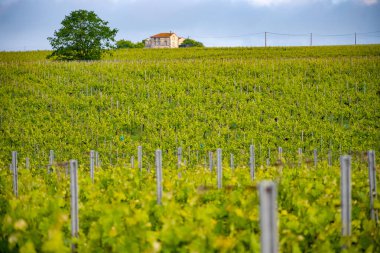 Summer on vineyards of Cognac white wine region, Charente, white ugni blanc grape uses for Cognac strong spirits distillation and wine making, France, Grand Champagne region clipart