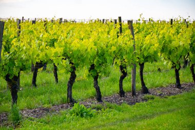 Konyak beyaz şarap bölgesi üzüm bağlarında yaz mevsimi, Charente, beyaz ugni Blanc üzümü konyak güçlü alkol damıtma ve şarap yapımı için kullanılır, Fransa, Grand Champagne bölgesi