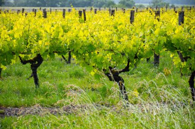 Konyak beyaz şarap bölgesi üzüm bağlarında yaz mevsimi, Charente, beyaz ugni Blanc üzümü konyak güçlü alkol damıtma ve şarap yapımı için kullanılır, Fransa, Grand Champagne bölgesi