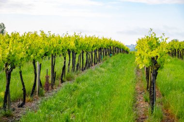 Konyak beyaz şarap bölgesi üzüm bağlarında yaz mevsimi, Charente, beyaz ugni Blanc üzümü konyak güçlü alkol damıtma ve şarap yapımı için kullanılır, Fransa, Grand Champagne bölgesi