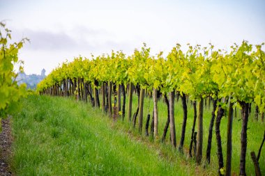 Summer on vineyards of Cognac white wine region, Charente, white ugni blanc grape uses for Cognac strong spirits distillation and wine making, France, Grand Champagne region clipart