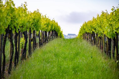Konyak beyaz şarap bölgesi üzüm bağlarında yaz mevsimi, Charente, beyaz ugni Blanc üzümü konyak güçlü alkol damıtma ve şarap yapımı için kullanılır, Fransa, Grand Champagne bölgesi