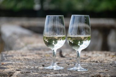 Tasing glasses of white wine in old wine domain on Sauternes vineyards in Barsac village and old castle on background, Bordeaux, France clipart