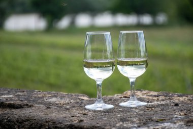 Tasing glasses of white wine in old wine domain on Sauternes vineyards in Barsac village and old castle on background, Bordeaux, France clipart