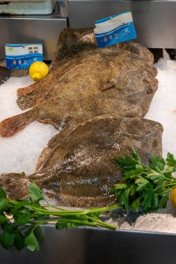 Fresh turbot fish on ice on market, highly prized fish for its delicate flavour, brat, breet, britt, or butt fish