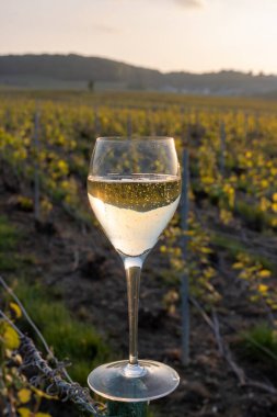 Cramant, Champagne, Fransa 'da Cote des Blancs köyünün güneşli bağlarında, köpüklü, köpüklü, beyaz şarap tadım etmek, üzüm bağında bir bardak Fransız şarabı içmek.