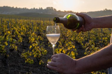 Tasting of grand cru sparkling brut white wine champagne on sunny vineyards of Cote des Blancs in village Cramant, Champagne, France, pouring of french wine in glass clipart