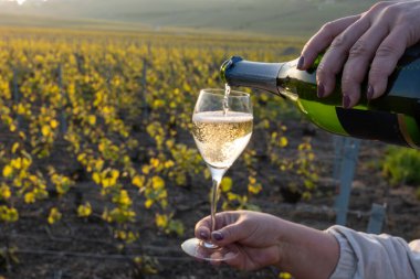 Cramant, Champagne, Fransa 'da Cote des Blancs' ın güneşli bağlarında büyük cru köpüklü beyaz şarap tatmak, cam bardaklara Fransız şarabı dökmek.