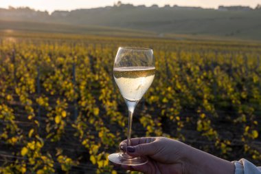 Cramant, Champagne, France köyündeki Cote des Blancs 'ın güneşli bağlarında büyük cru köpüklü beyaz şarap tatmak, bir bardak Fransız şarabı.