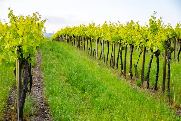 stock image Summer on vineyards of Cognac white wine region, Charente, white ugni blanc grape uses for Cognac strong spirits distillation and wine making, France, Grand Champagne region