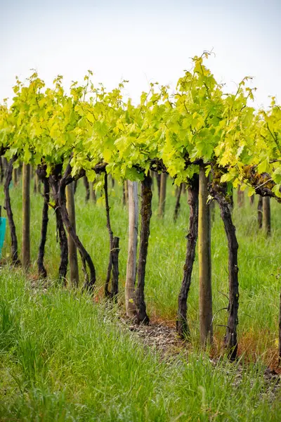 stock image Summer on vineyards of Cognac white wine region, Charente, white ugni blanc grape uses for Cognac strong spirits distillation and wine making, France, Grand Champagne region