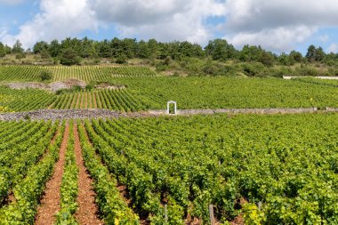 Fransa, Burgundy 'deki Puligny-Montrachet köyünün çevresindeki yeşil üzüm bağları. Grand Cru sınıfı üzüm bağlarında Chardonnay üzümlerinden yapılan kaliteli beyaz şarap.