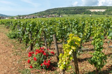 Fransa, Burgundy 'deki Puligny-Montrachet köyünün çevresindeki yeşil üzüm bağları. Grand Cru sınıfı üzüm bağlarında Chardonnay üzümlerinden yapılan kaliteli beyaz şarap.