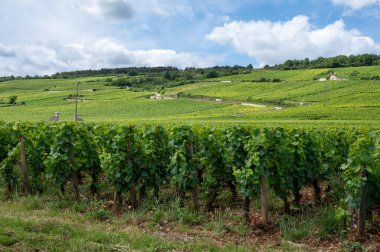 Green grand cru and premier cru vineyards with cross and rows of pinot noir grapes plants in Cote de nuits, making of famous red and white Burgundy wine in Burgundy region, near Vosne-Romanee village clipart