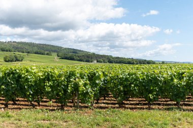 Fransa, Burgundy 'deki Puligny-Montrachet köyünün çevresindeki yeşil üzüm bağları. Grand Cru sınıfı üzüm bağlarında Chardonnay üzümlerinden yapılan kaliteli beyaz şarap.