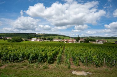 Cote de nuits 'de haçlı ve sıralı Pinot üzümlü yeşil Grand Cru ve başlıca cru üzüm bağları Vosne-Romanee köyü yakınlarındaki Burgundy bölgesinde ünlü kırmızı ve beyaz Burgundy şarabı üretiyor.