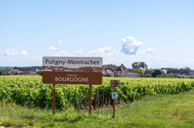 Puligny-Montrachet köyü çevresindeki yeşil üzüm bağları, Burgundy yol tabelası şarabı, Fransa. Grand Cru sınıfı üzüm bağlarında Chardonnay üzümlerinden yapılan kaliteli beyaz şarap.