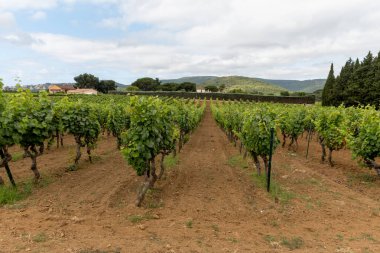 Fransa 'nın güneyinde Saint-Tropez ve Gassin yakınlarındaki üzüm bağlarında sıralanmış şarap üzümleri, gül şarabı yapımı, cru sınıfı