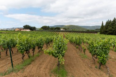 Fransa 'nın güneyinde Saint-Tropez ve Gassin yakınlarındaki üzüm bağlarında sıralanmış şarap üzümleri, gül şarabı yapımı, cru sınıfı