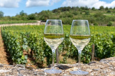 Fransa, Burgundy 'deki Puligny-Montrachet köyü yakınlarındaki Grand Cru sınıfı üzüm bağlarında Chardonnay üzümlerinden yapılan kaliteli beyaz şarap tatma.